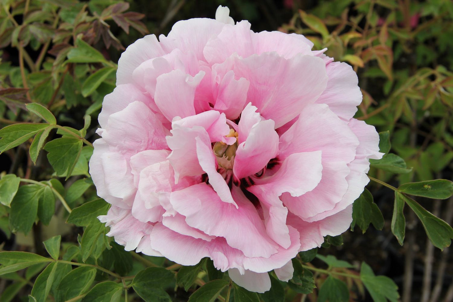 Paeonia rockii 'Long Yuan Zhuang Shi' (Strauchpfingstrose 'Held des nordwestl. Plateaus')