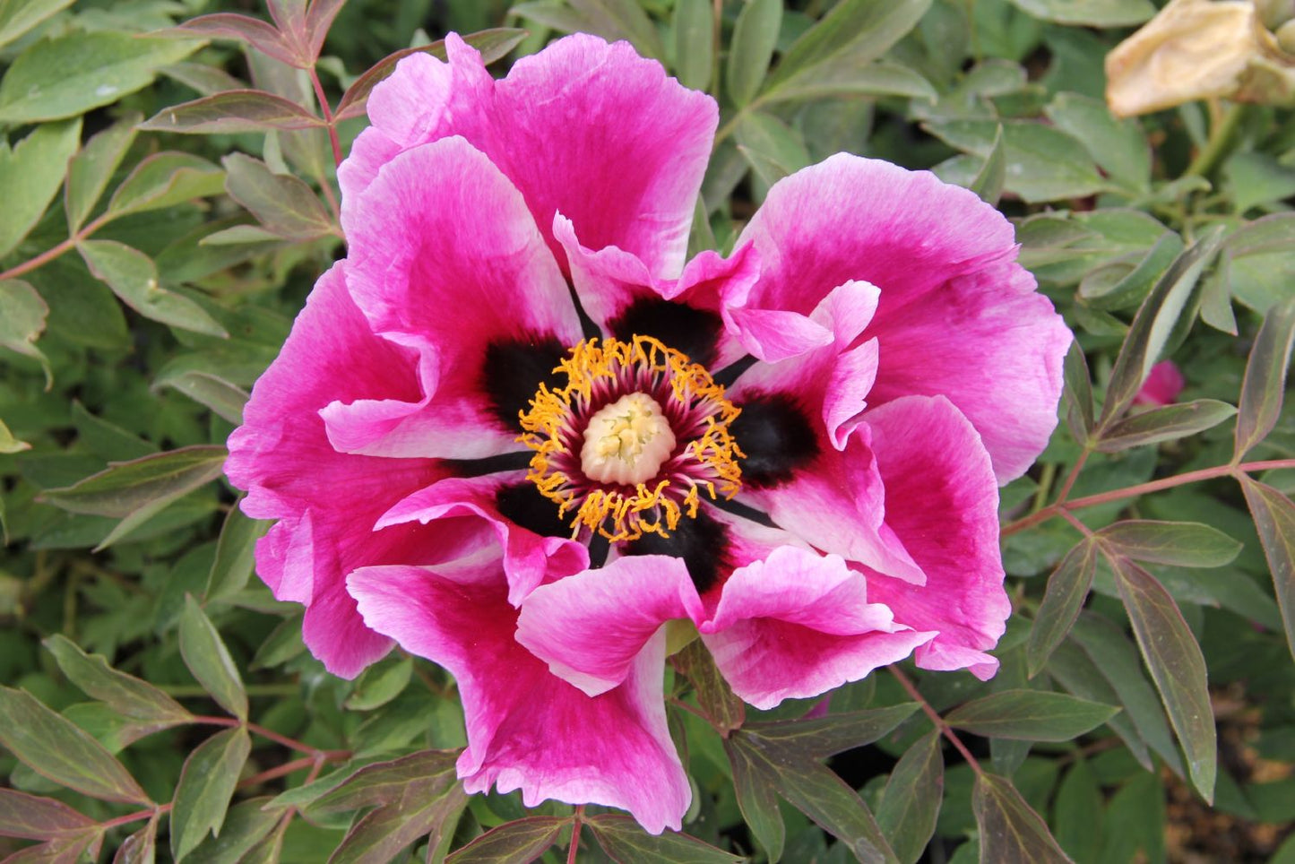 Paeonia rockii 'Ri Yue Tong Hui' Strauchpfingstrose 'Sonnen- und Mondgleiche'