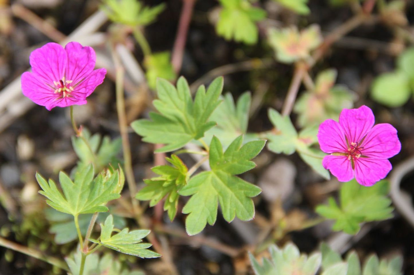 Geranium psilostemon x sang. 'Little David' (Storchschnabel)