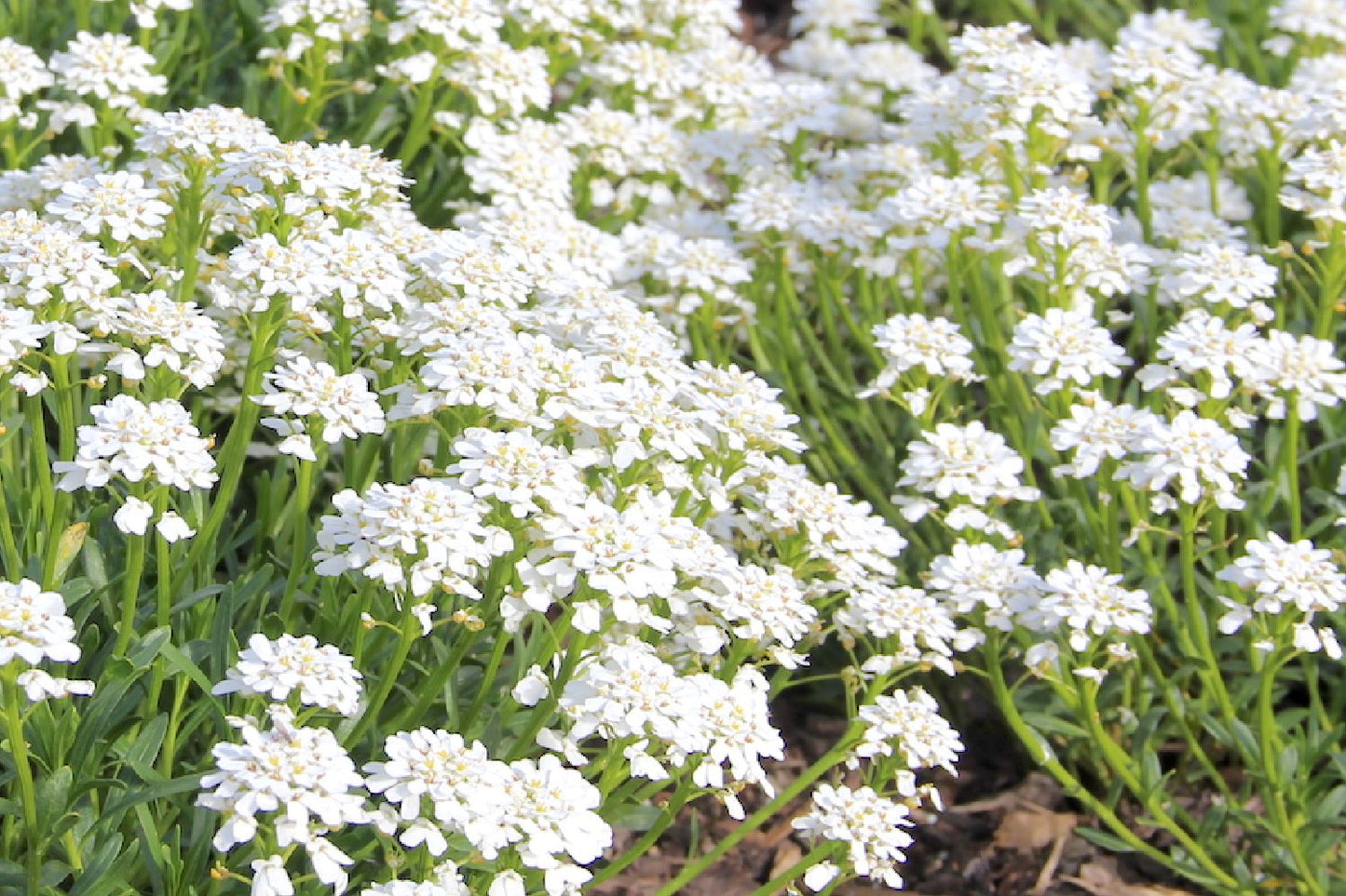 Iberis sempervirens 'Snowflake' Immergrüne Schleifenblume 'Schneeflocke'