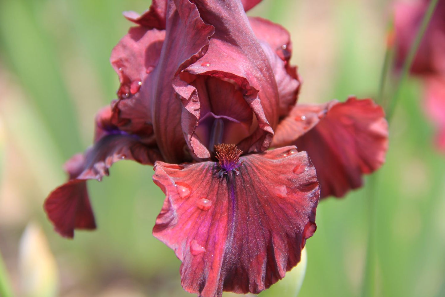 Iris Barbata-Media 'End Zone' Mittelhohe Bartschwertlilie