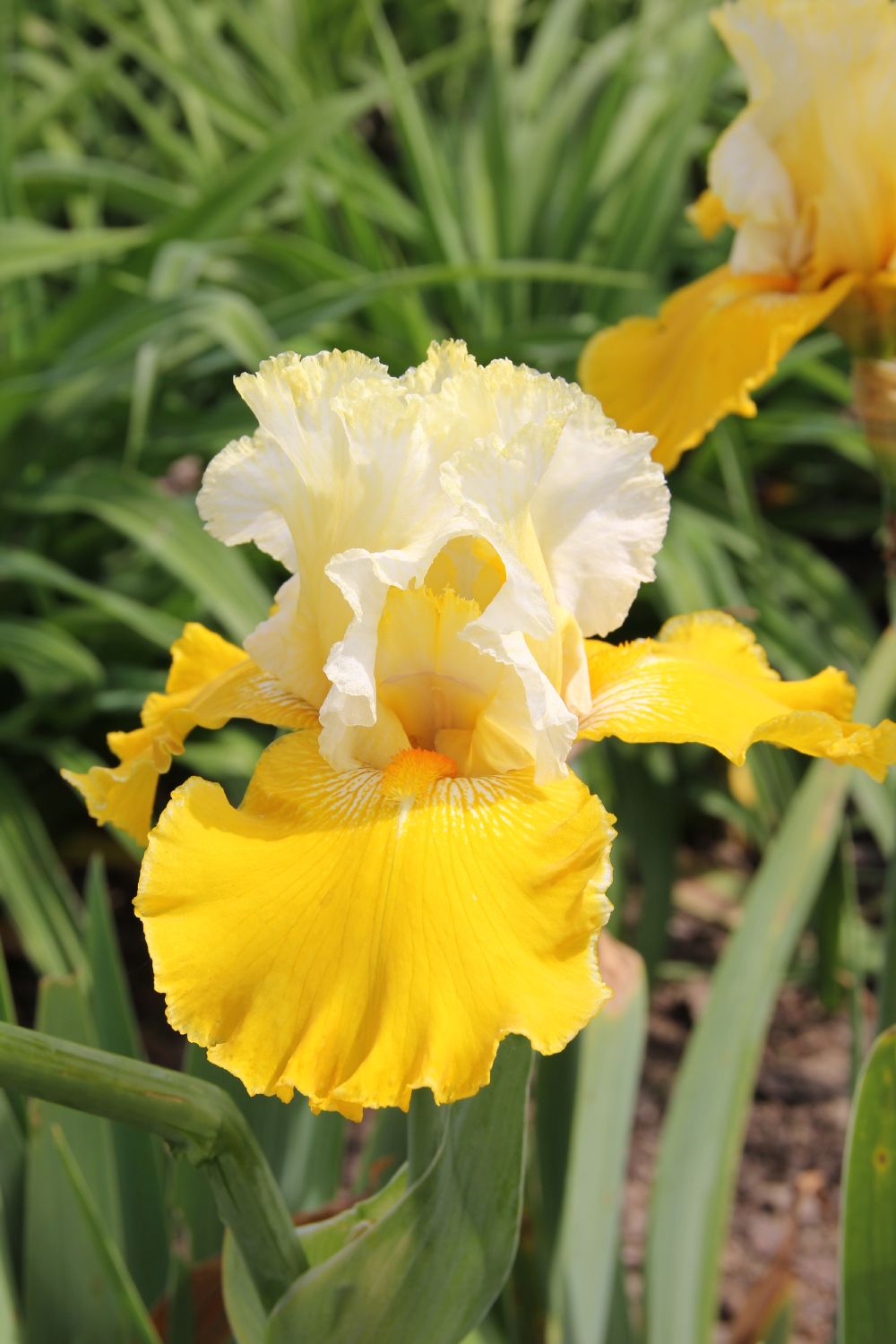 Iris Barbata-Elatior 'Cathedrale de Chichester' Hohe Bartschwertlilie