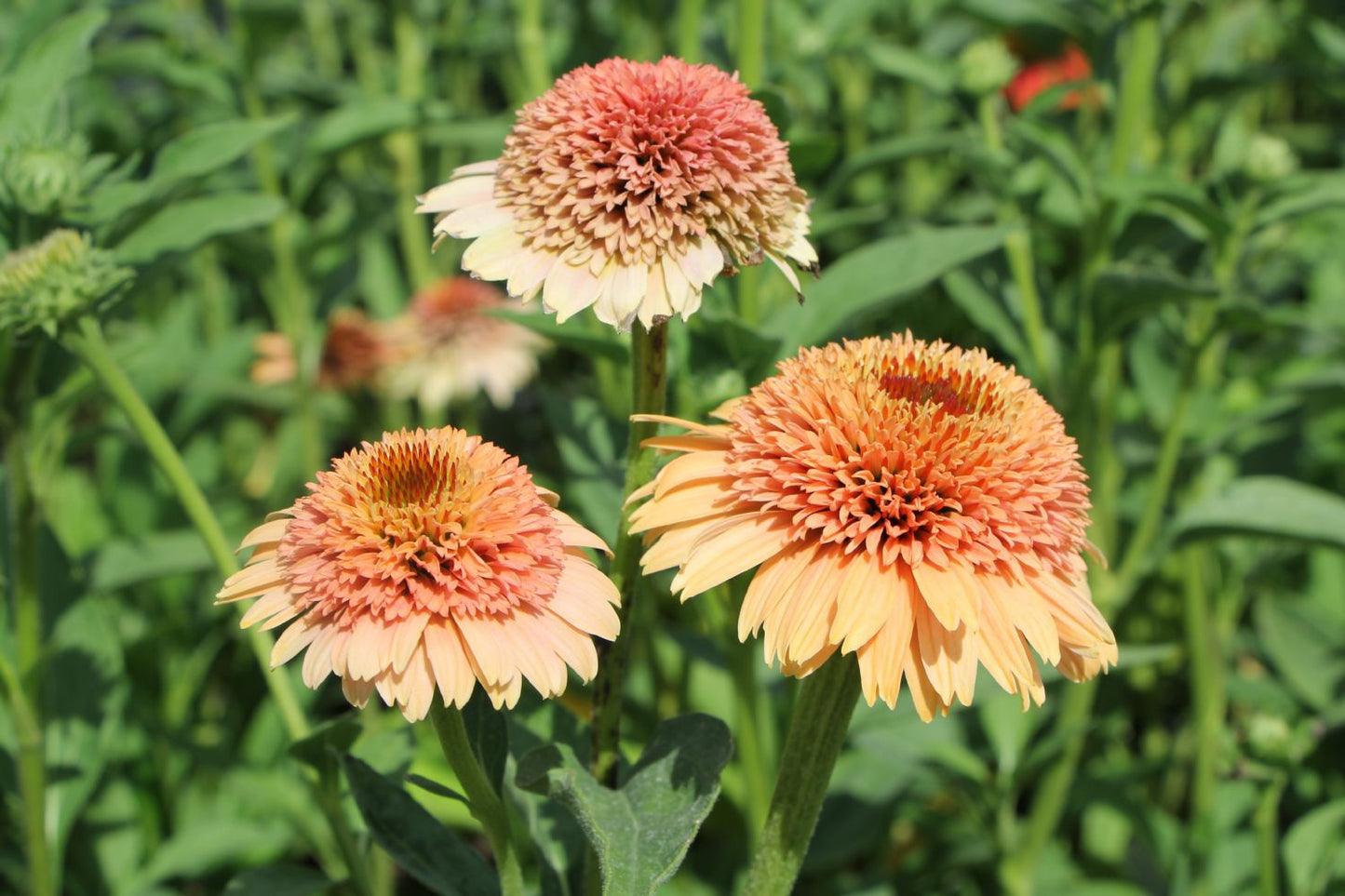 Echinacea 'Supreme Cantaloupe' Scheinsonnenhut Echinacea 'Supreme Cantaloupe' Scheinsonnenhut