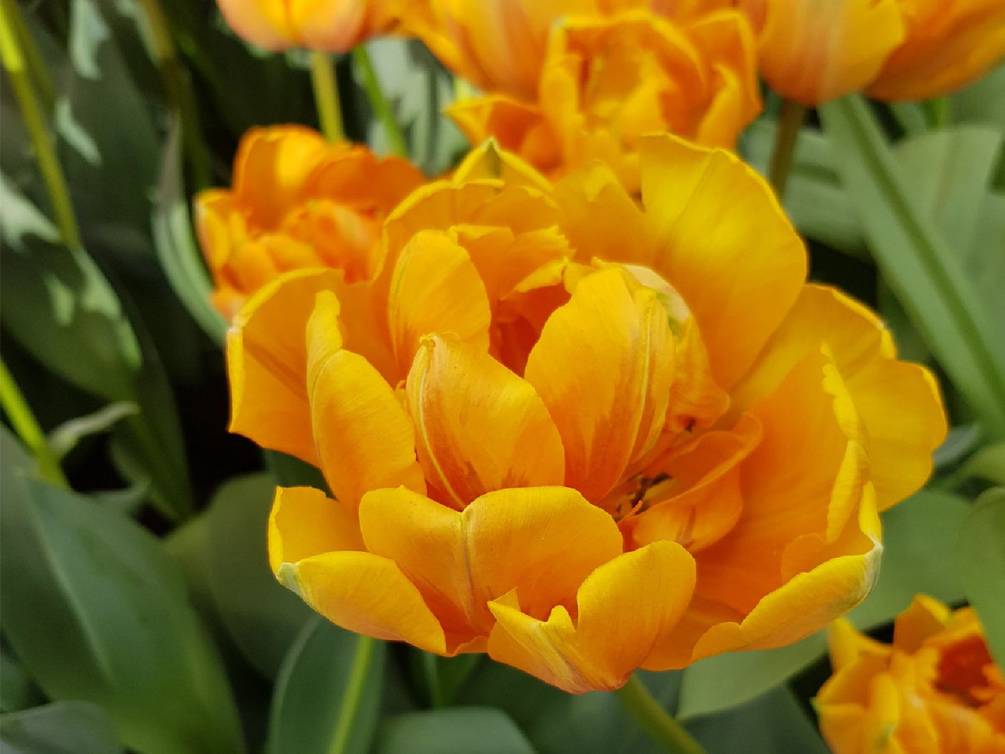 Tulipa 'Orange Angelique' Gefüllte Tulpe