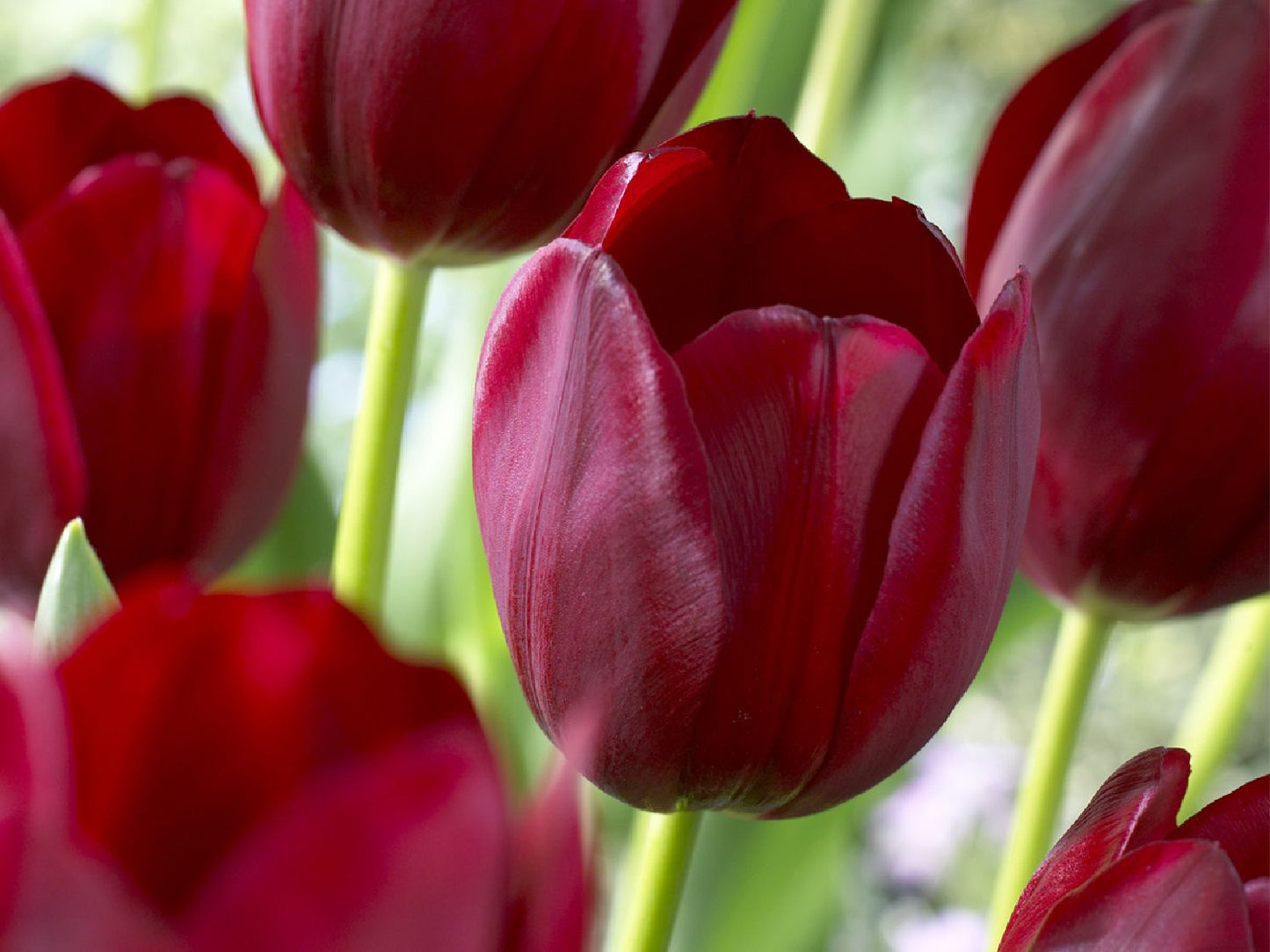 Tulipa 'National Velvet' Triumph-Tulpe