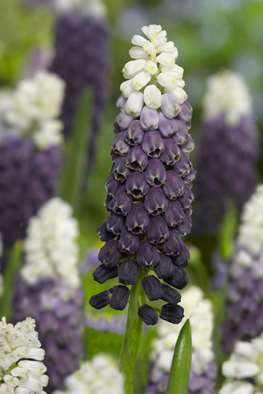 Muscari latifolium 'Grape Ice' Traubenhyazinthe