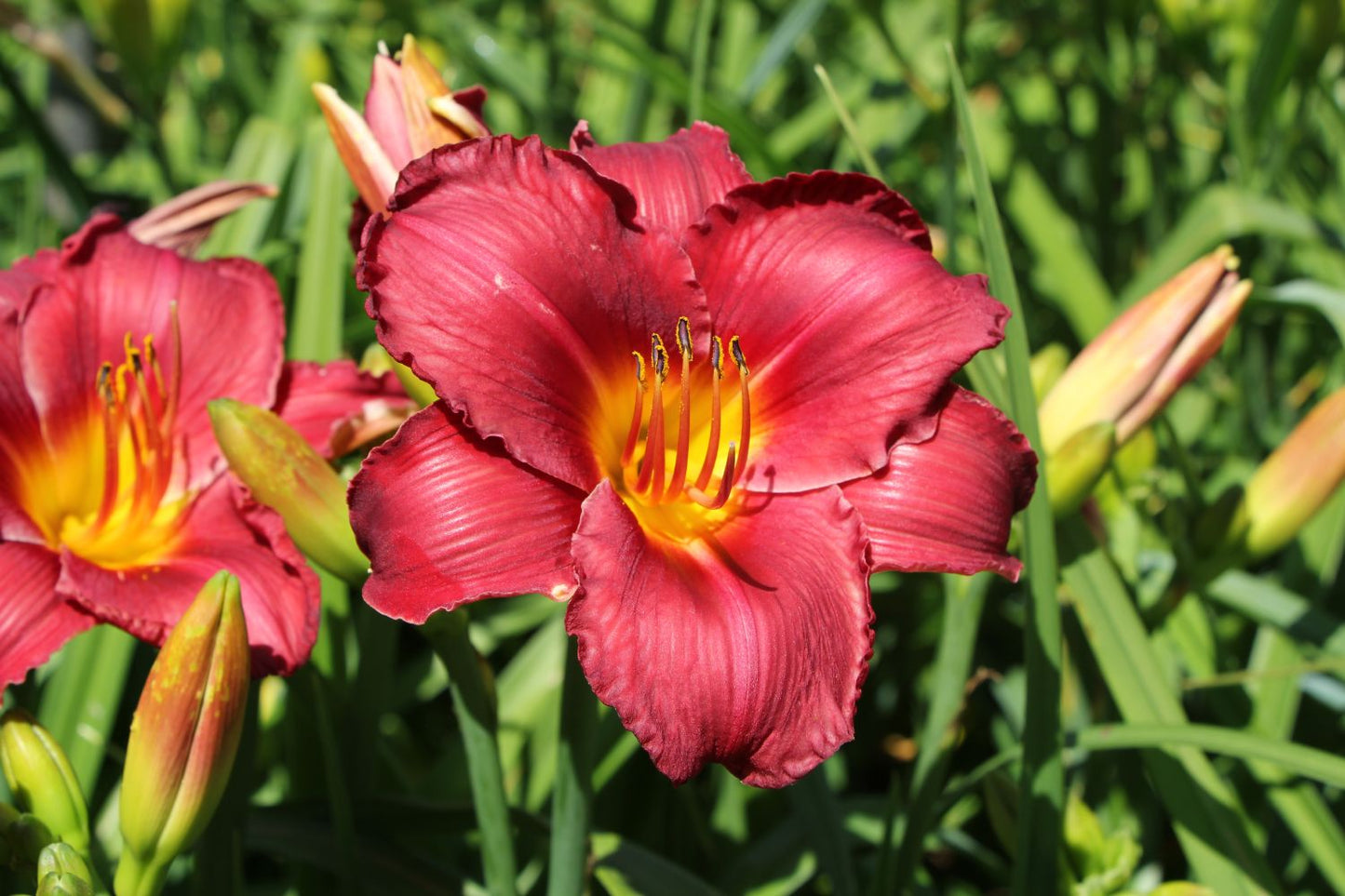 Hemerocallis 'Berliner Rubin' Großblumige Taglilie