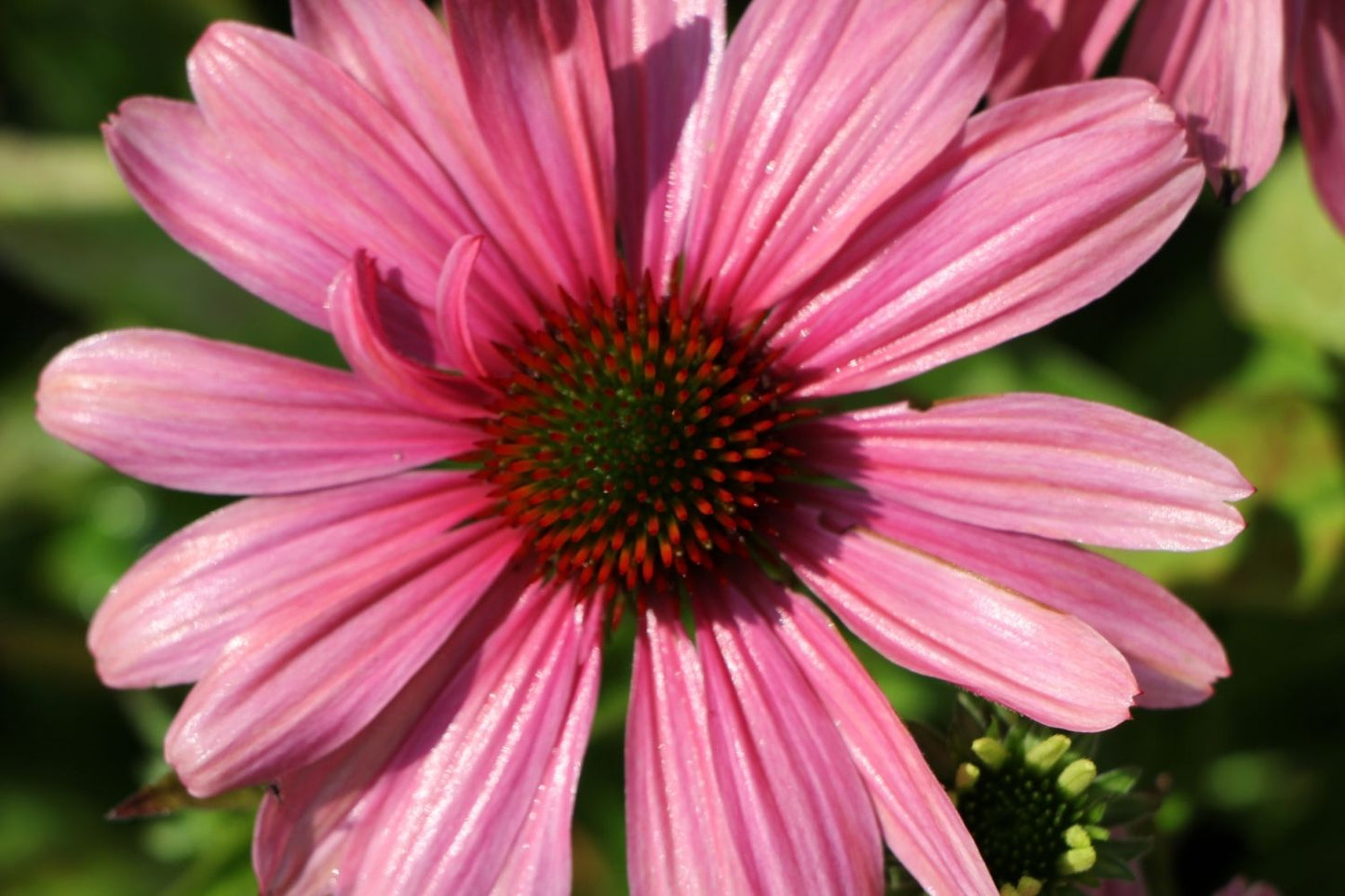 Echinacea 'Pink Pearl' (Scheinsonnenhut)