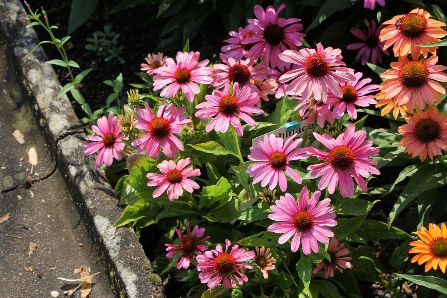 Echinacea 'Pink Pearl' (Scheinsonnenhut)