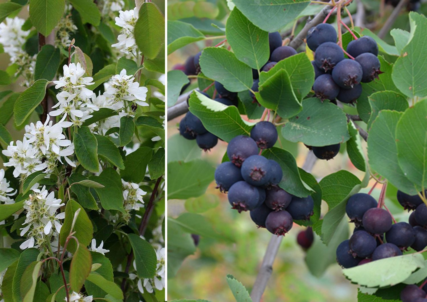 Amelanchier alnifolia 'Saskatoon Berry' ® Erlenblättrige Felsenbirne, Saskatoonbeere
