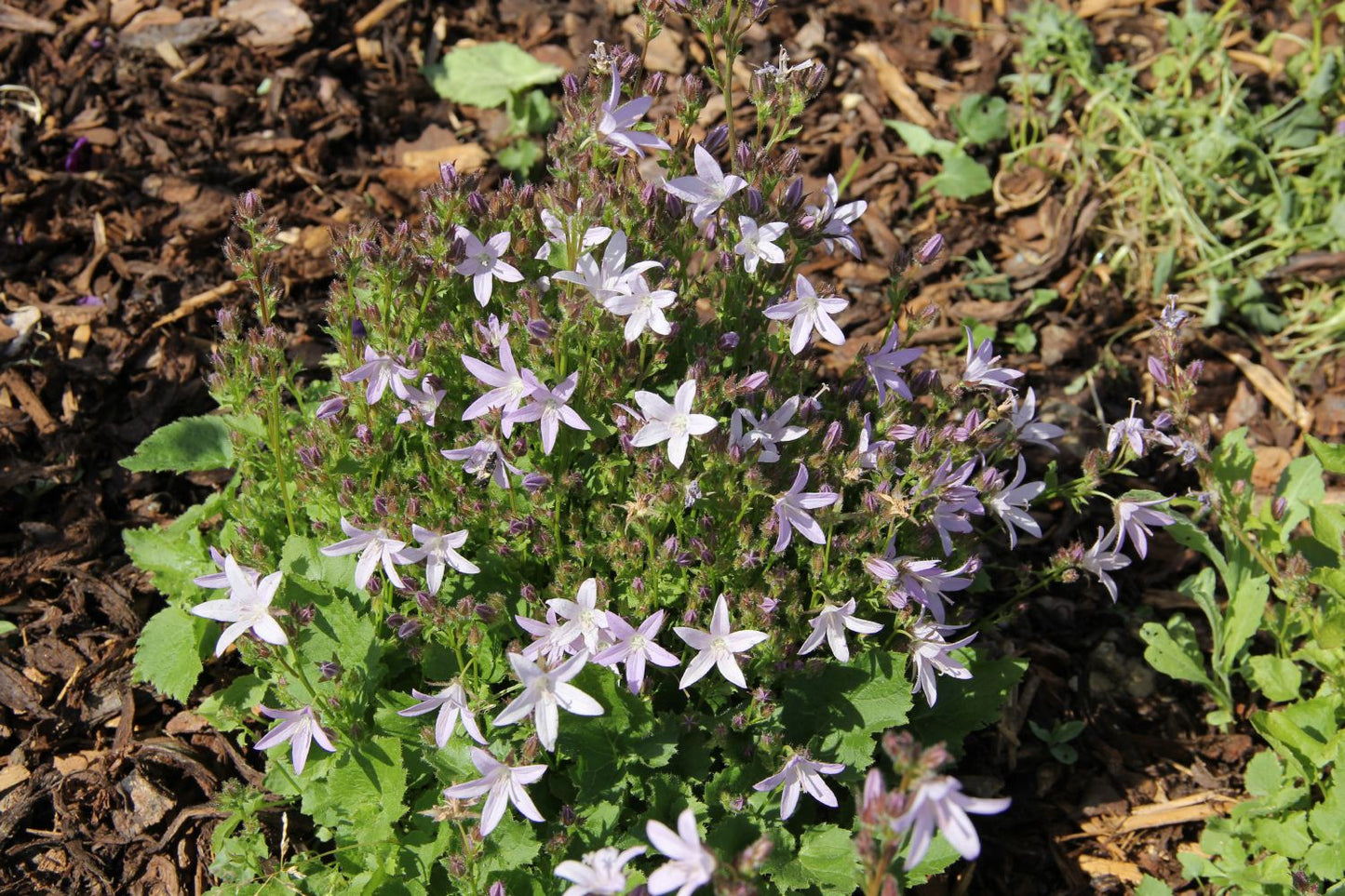 Campanula poscharskyana 'Lisduggan Variety' (Teppichglockenblume | Polsterglockenblume)