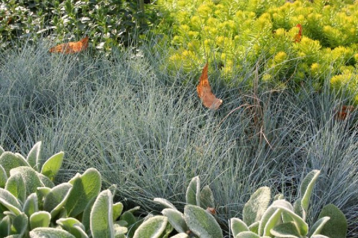 Das Hangbeet (Clevere Bepflanzung für schräge Flächen)