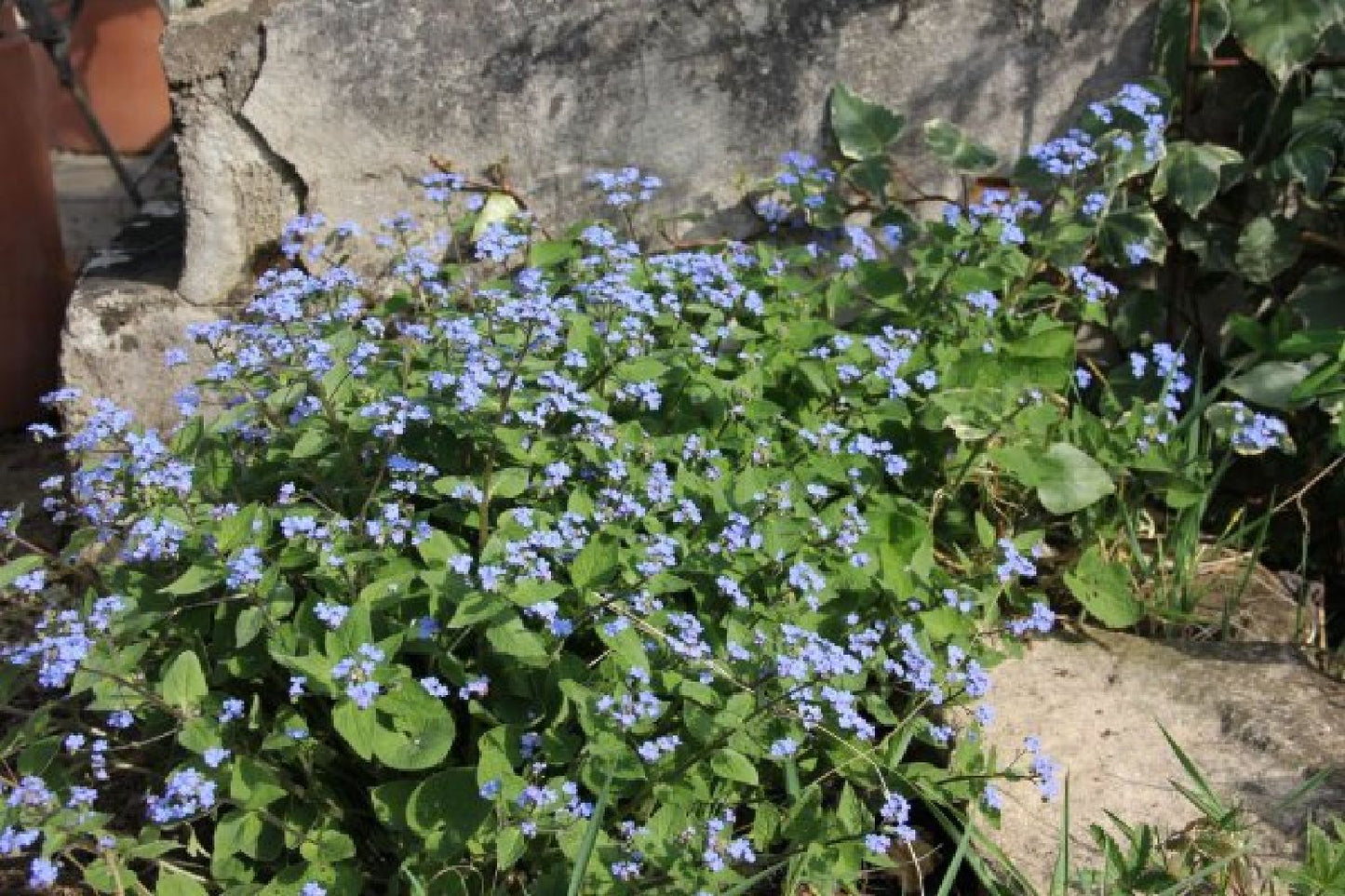 Charmantes Schattenbeet (Blüten-& Blattschmuck für lichtarme Gartenbereiche)