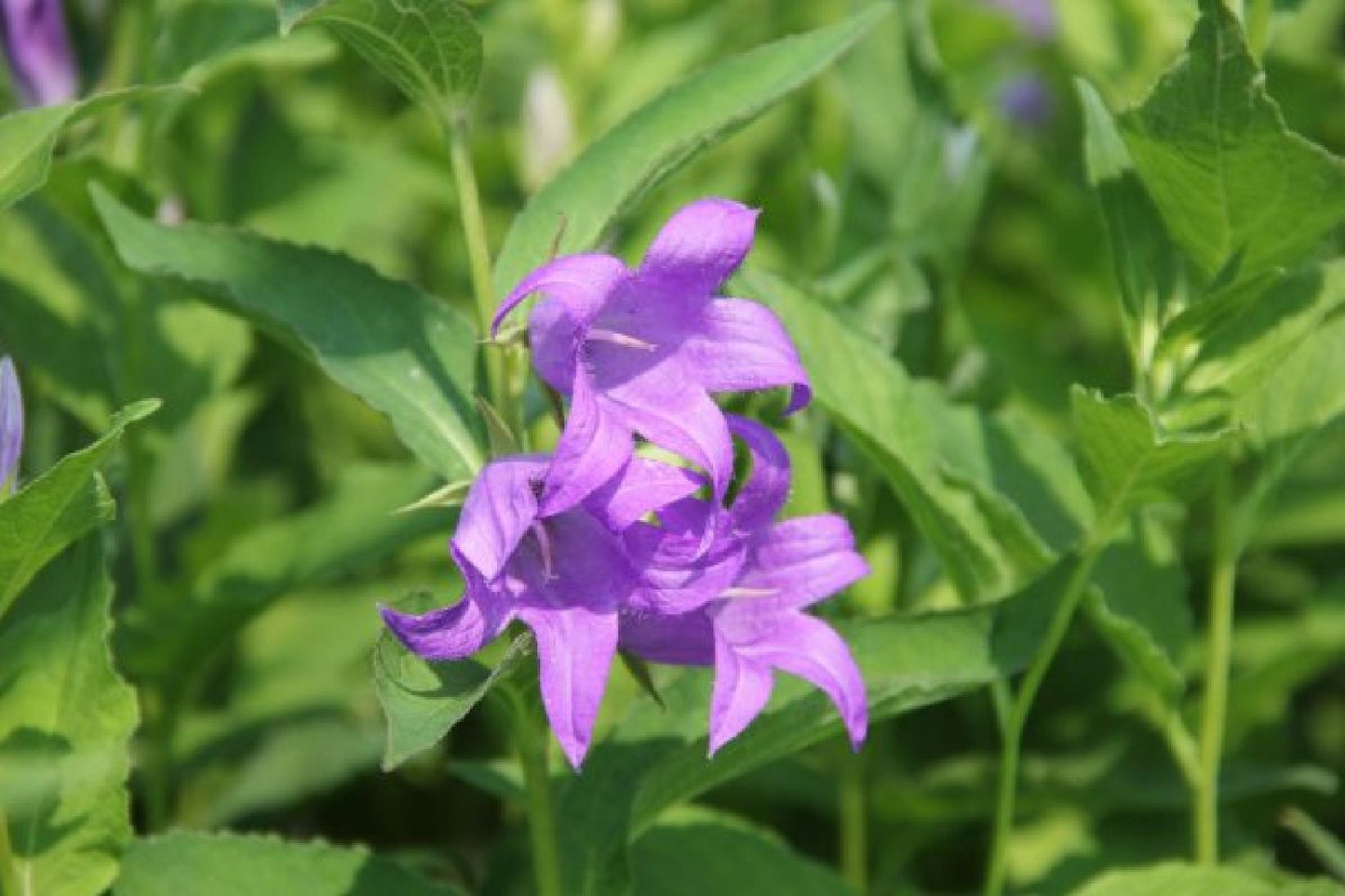 Charmantes Schattenbeet (Blüten-& Blattschmuck für lichtarme Gartenbereiche)
