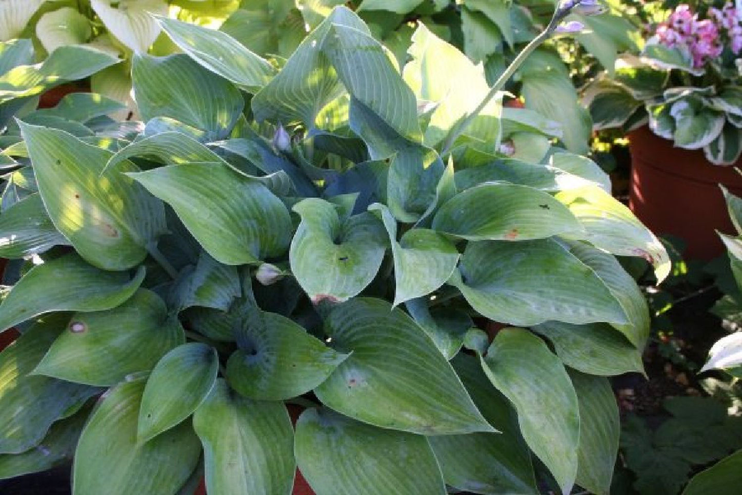 Charmantes Schattenbeet (Blüten-& Blattschmuck für lichtarme Gartenbereiche)