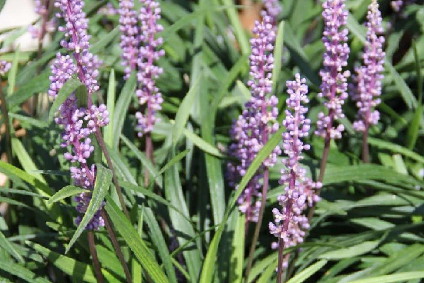 Charmantes Schattenbeet (Blüten-& Blattschmuck für lichtarme Gartenbereiche)