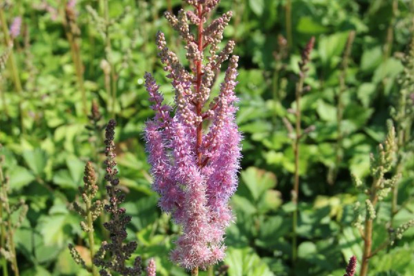 Charmantes Schattenbeet (Blüten-& Blattschmuck für lichtarme Gartenbereiche)