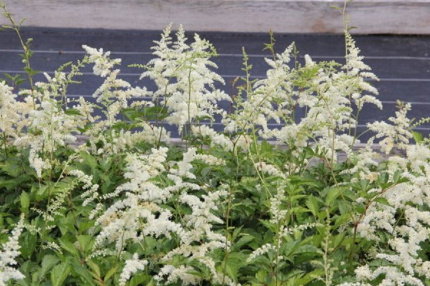 Charmantes Schattenbeet (Blüten-& Blattschmuck für lichtarme Gartenbereiche)