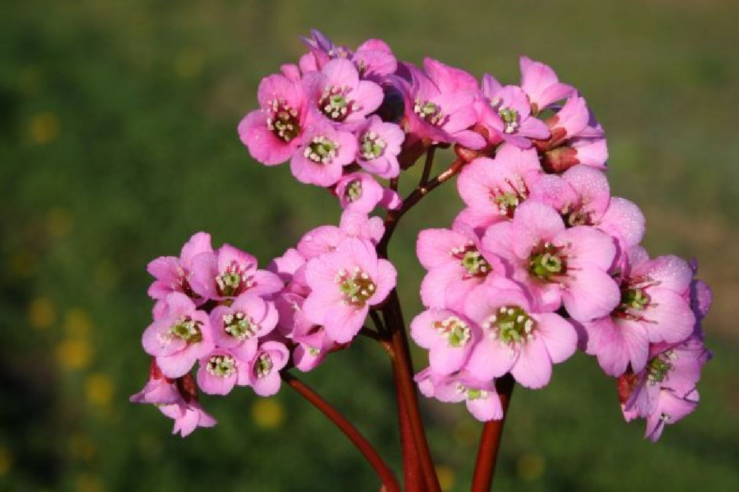 Charmantes Schattenbeet (Blüten-& Blattschmuck für lichtarme Gartenbereiche)
