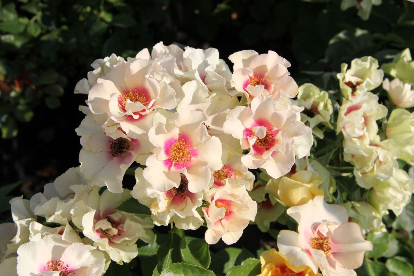 Rose 'SEE YOU® in purple' Persische Rose