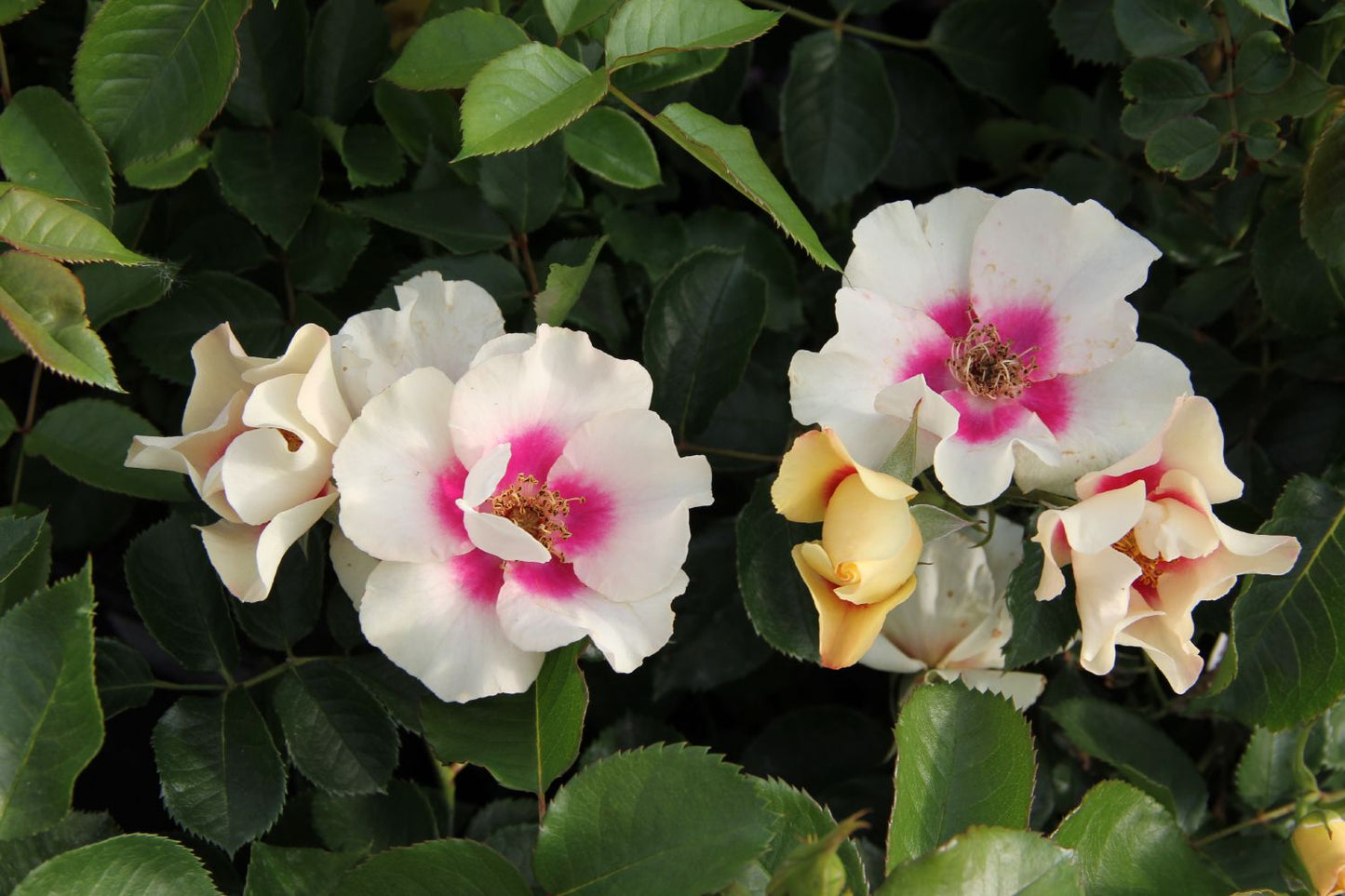 Rose 'SEE YOU® in purple' (Persische Rose)