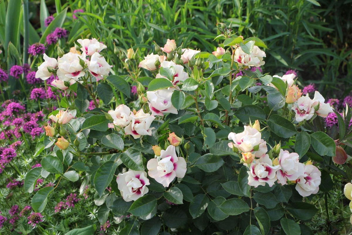 Rose 'SEE YOU® in purple' (Persische Rose)