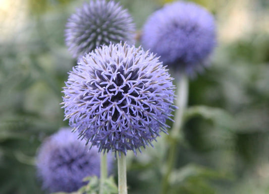 Echinops banaticus 'Blue Globe' Kugeldistel