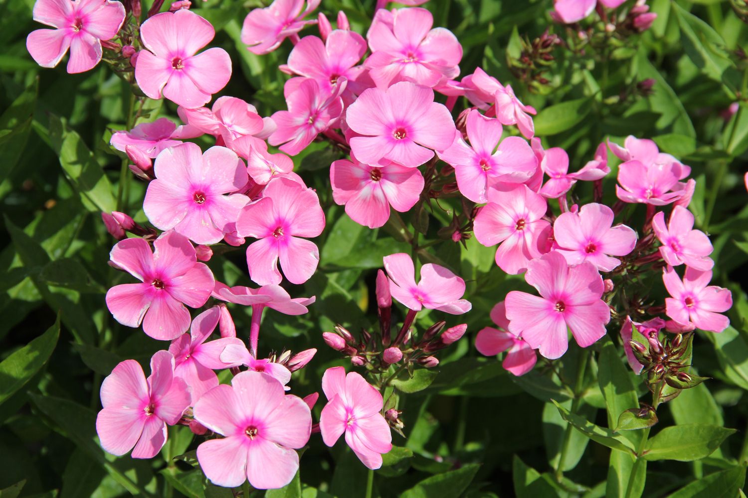 Phlox paniculata 'Sweet Summer Candy' Hohe Flammenblume