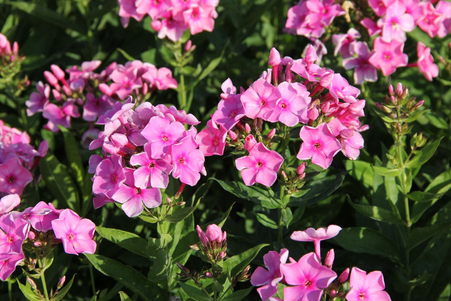 Phlox paniculata 'Sweet Summer Candy' (Hohe Flammenblume)