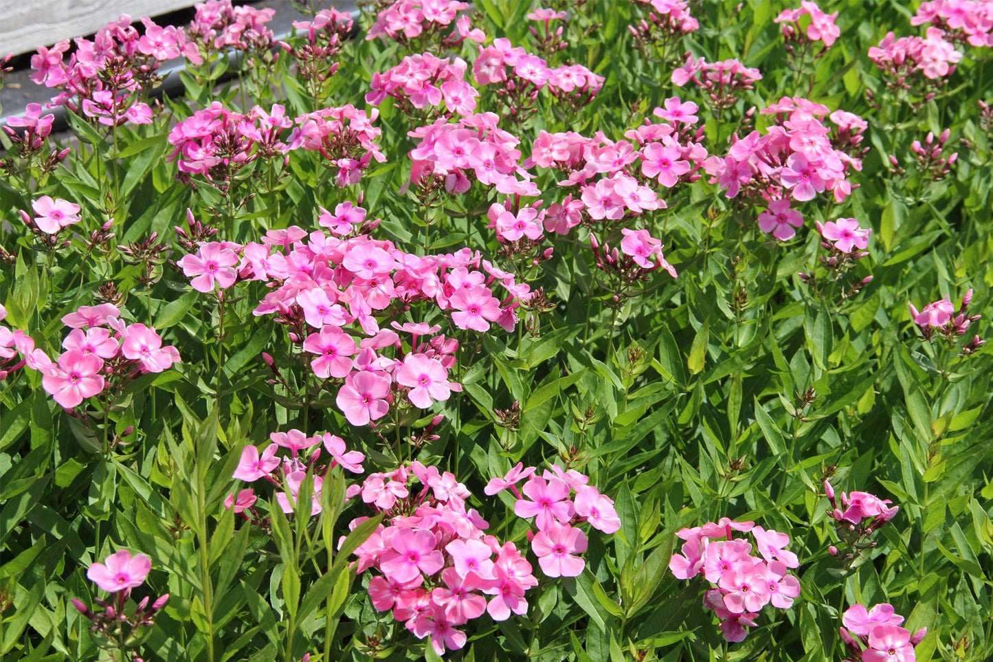Phlox paniculata 'Sweet Summer Candy' (Hohe Flammenblume)