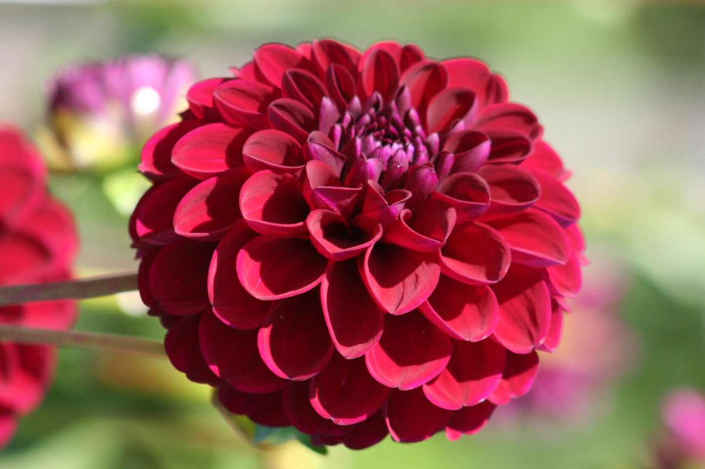 Dahlia 'Gipsy Night' Pompon-Dahlie