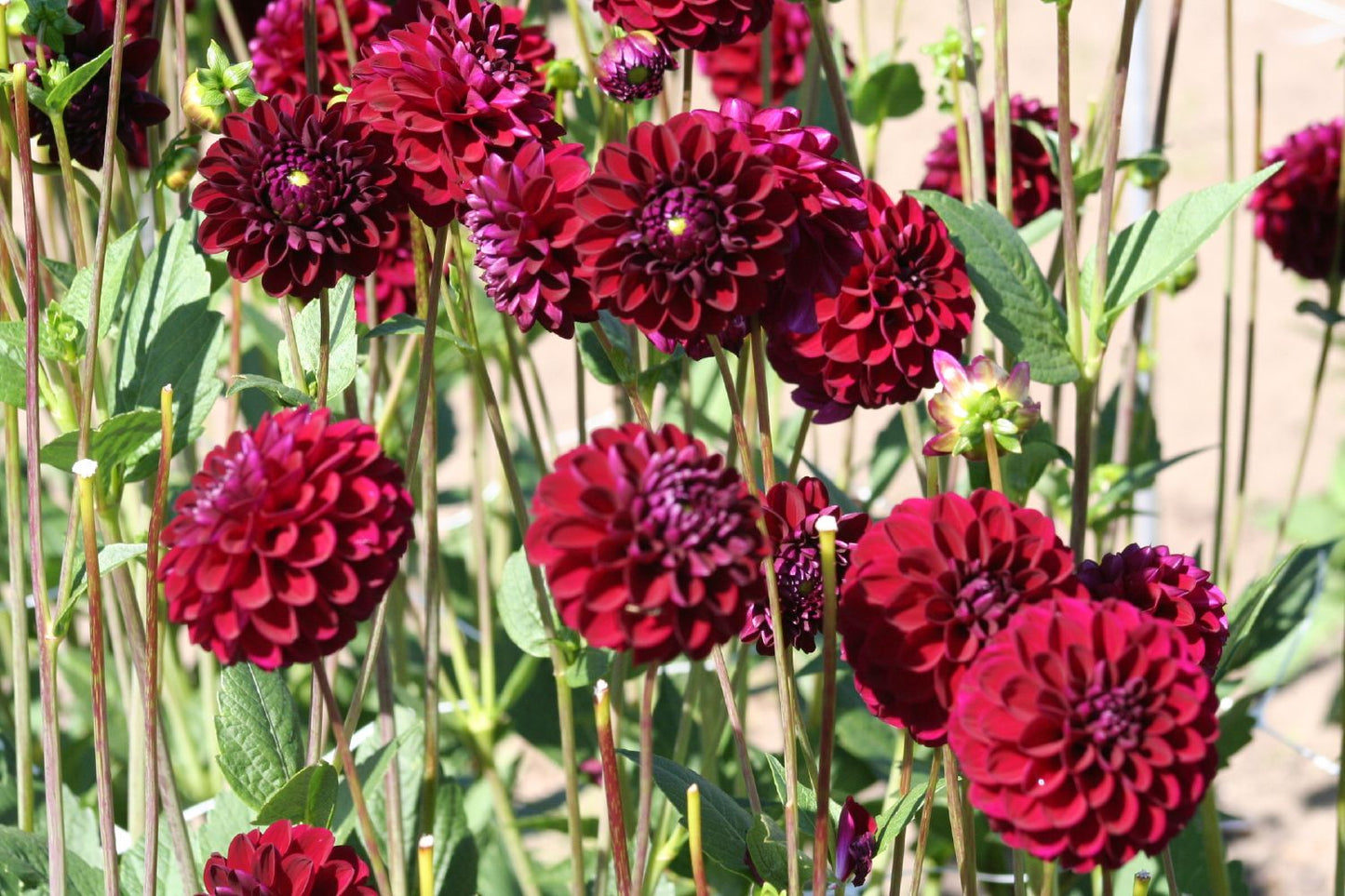 Dahlia 'Gipsy Night' (Pompon-Dahlie)