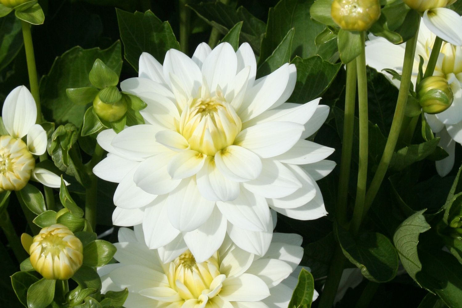 Dahlia 'Karma Maarten Zwaan' Seerosenblütige Dahlie