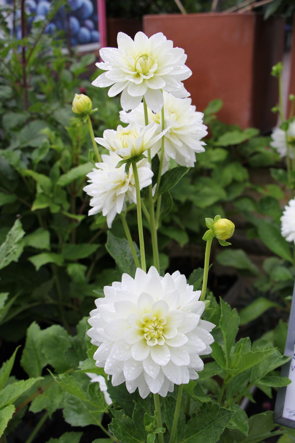 Dahlia 'Karma Maarten Zwaan' (Seerosenblütige Dahlie)