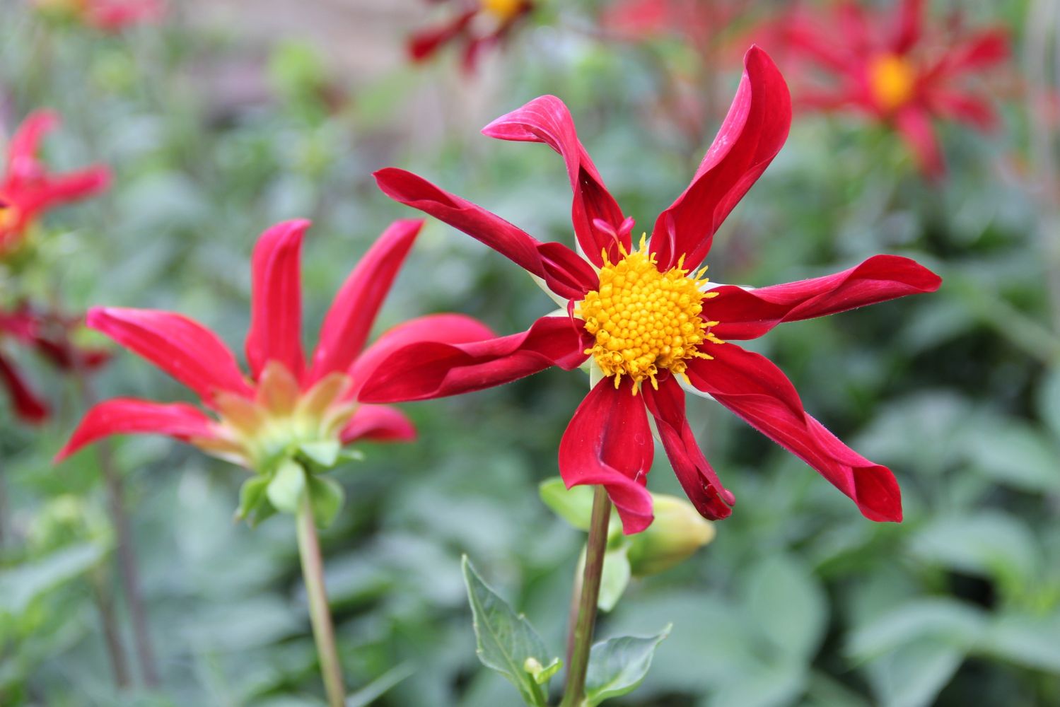 Dahlia 'Honka Rood' Orchideenblütige Dahlie