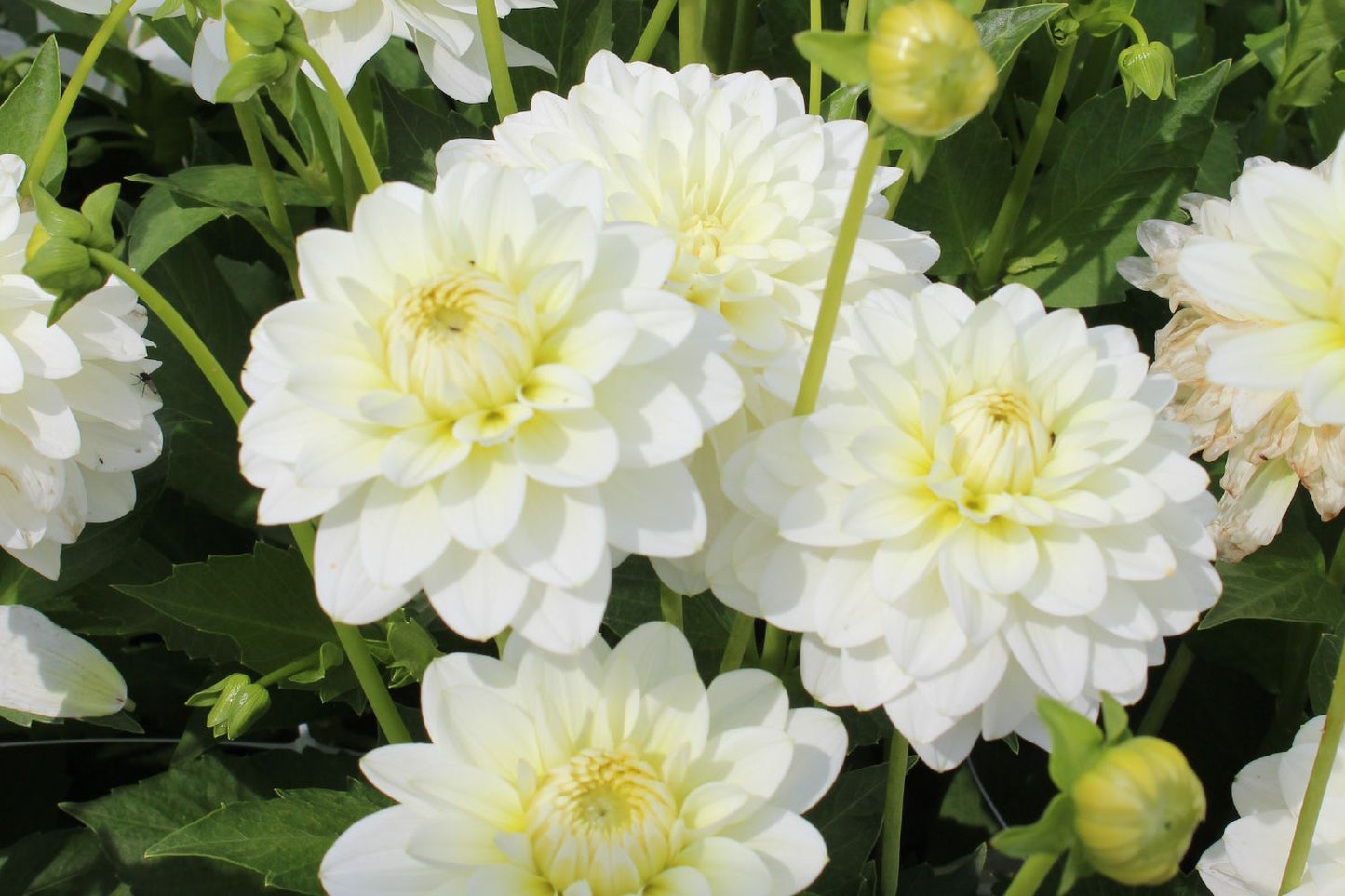 Dahlia 'Karma Serena' Seerosenblütige Dahlie