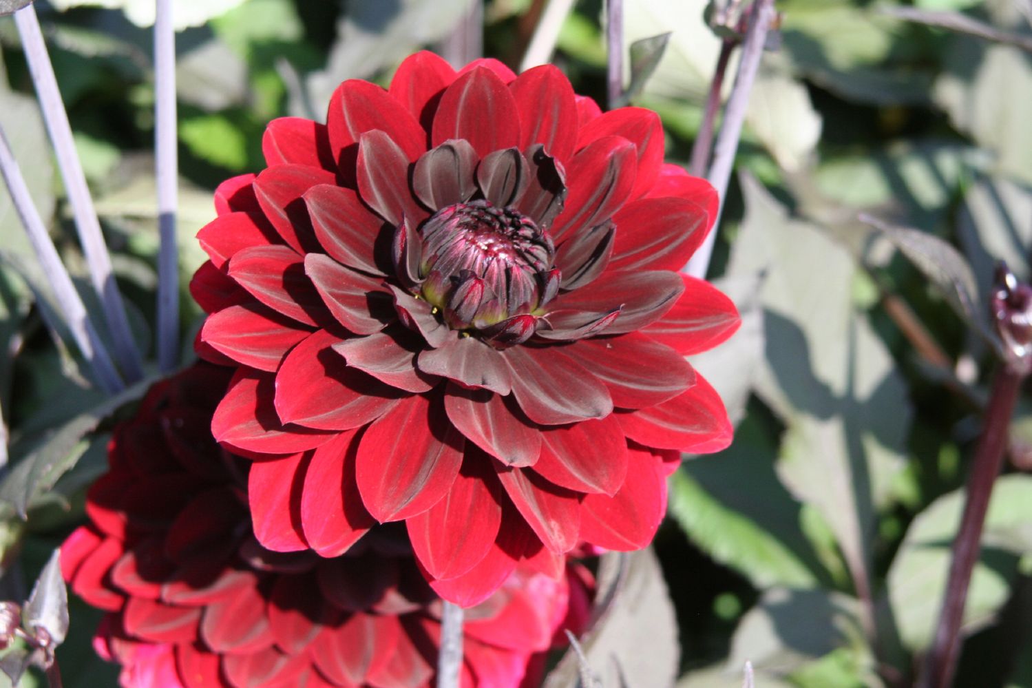 Dahlia 'Karma Choc' Seerosenblütige Dahlie