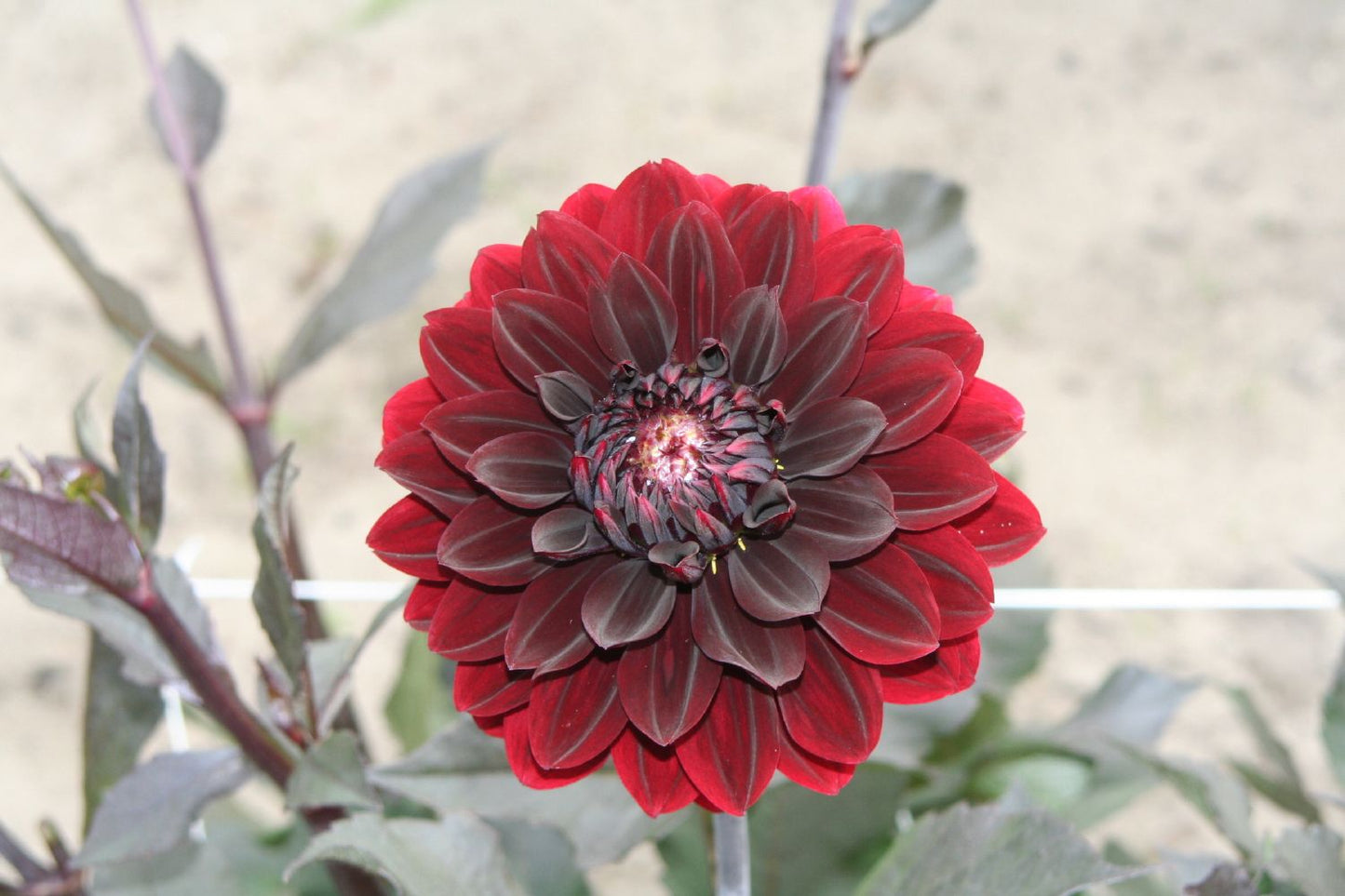 Dahlia 'Karma Choc' (Seerosenblütige Dahlie)