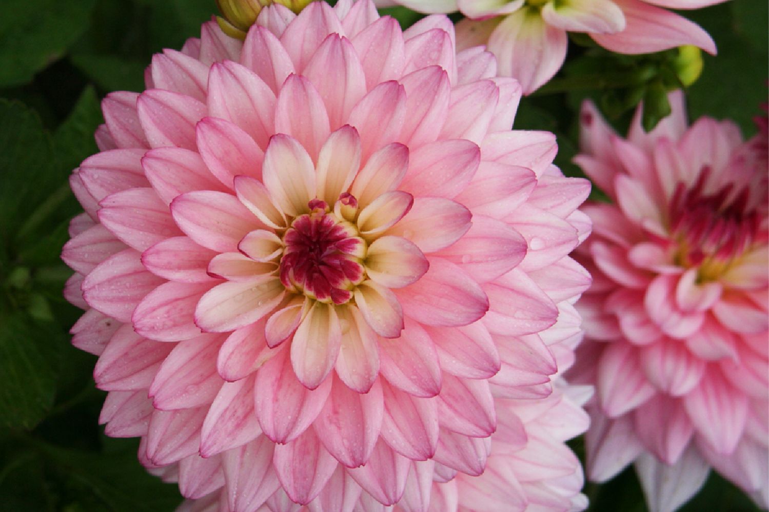 Dahlia 'Salvador' Gallery-Dahlie