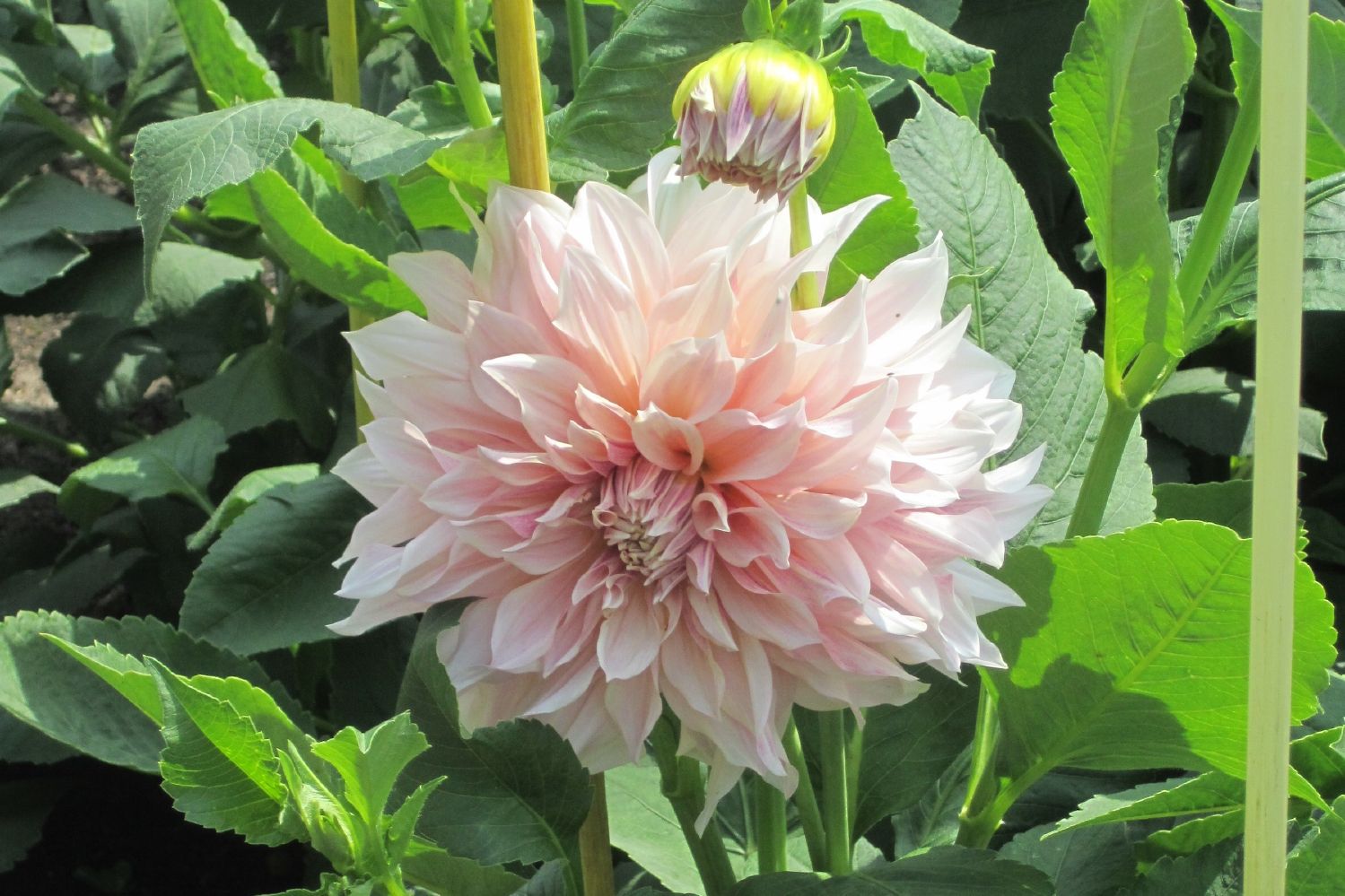 Dahlia 'Cafe au Lait' (Riesenblütige Dahlie) Gräfin von Zeppelin