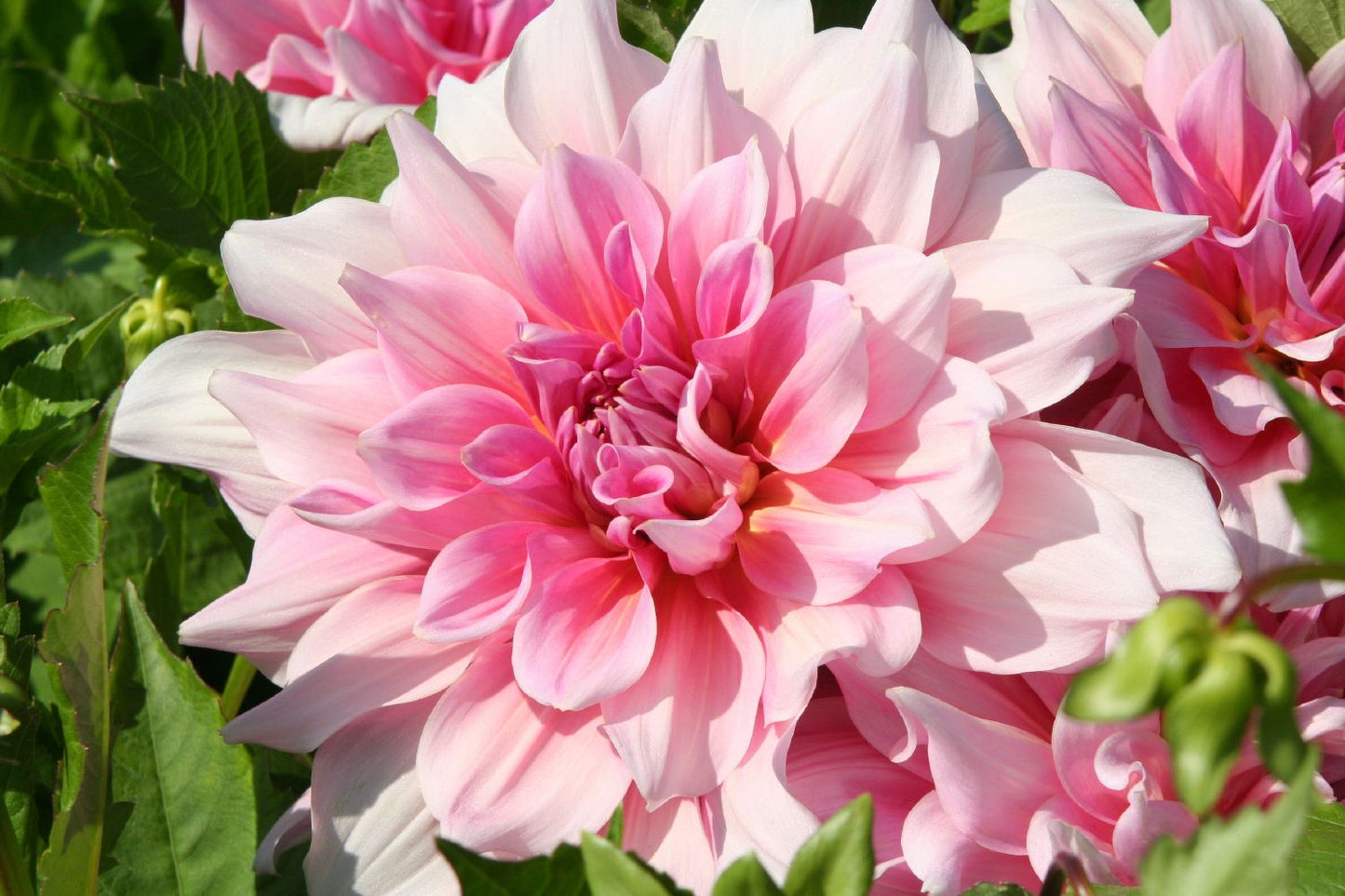 Dahlia 'Otto´s Thrill' Riesenblütige Dahlie