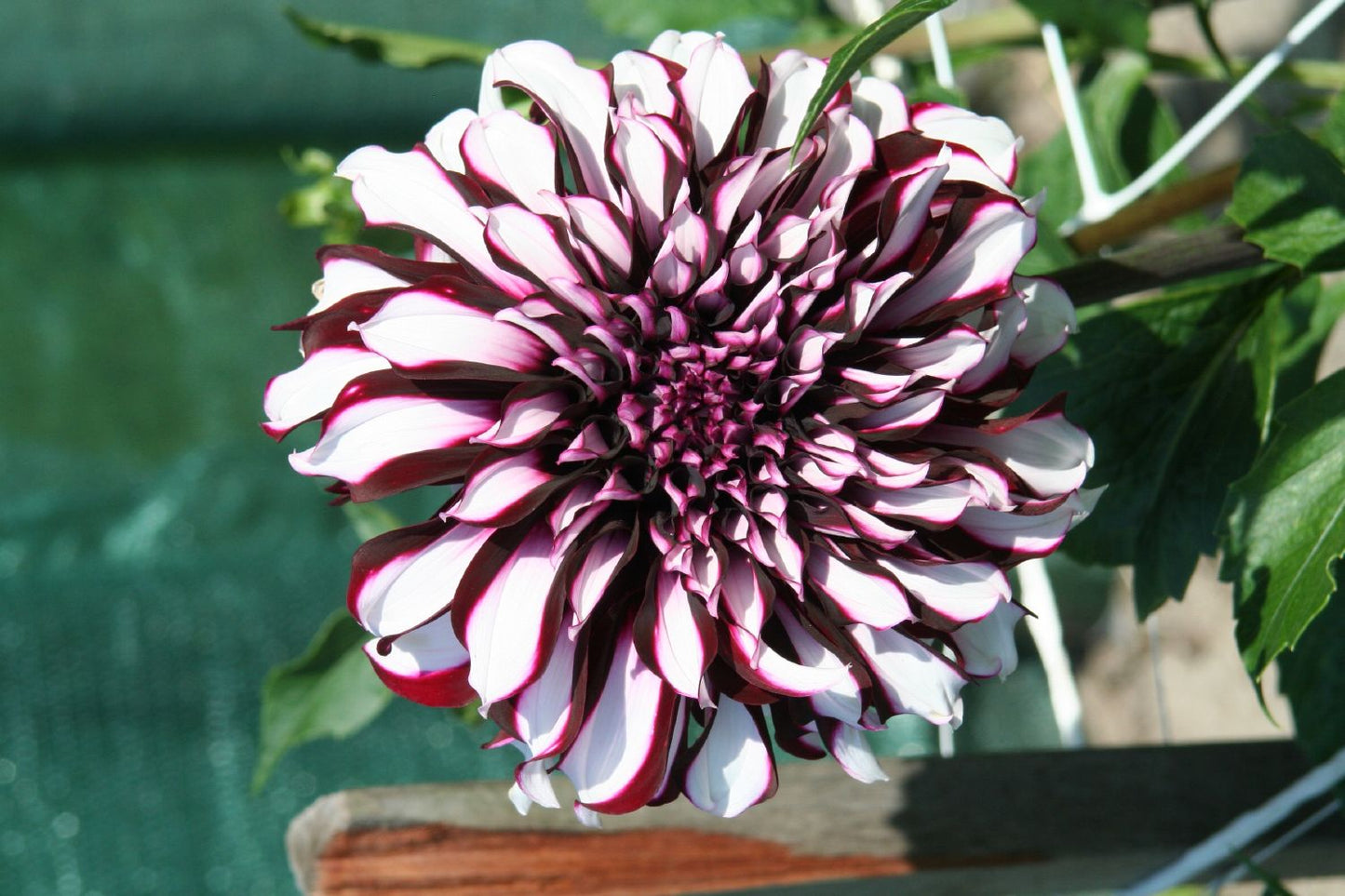 Dahlia 'Tartan' Schmuckdahlie