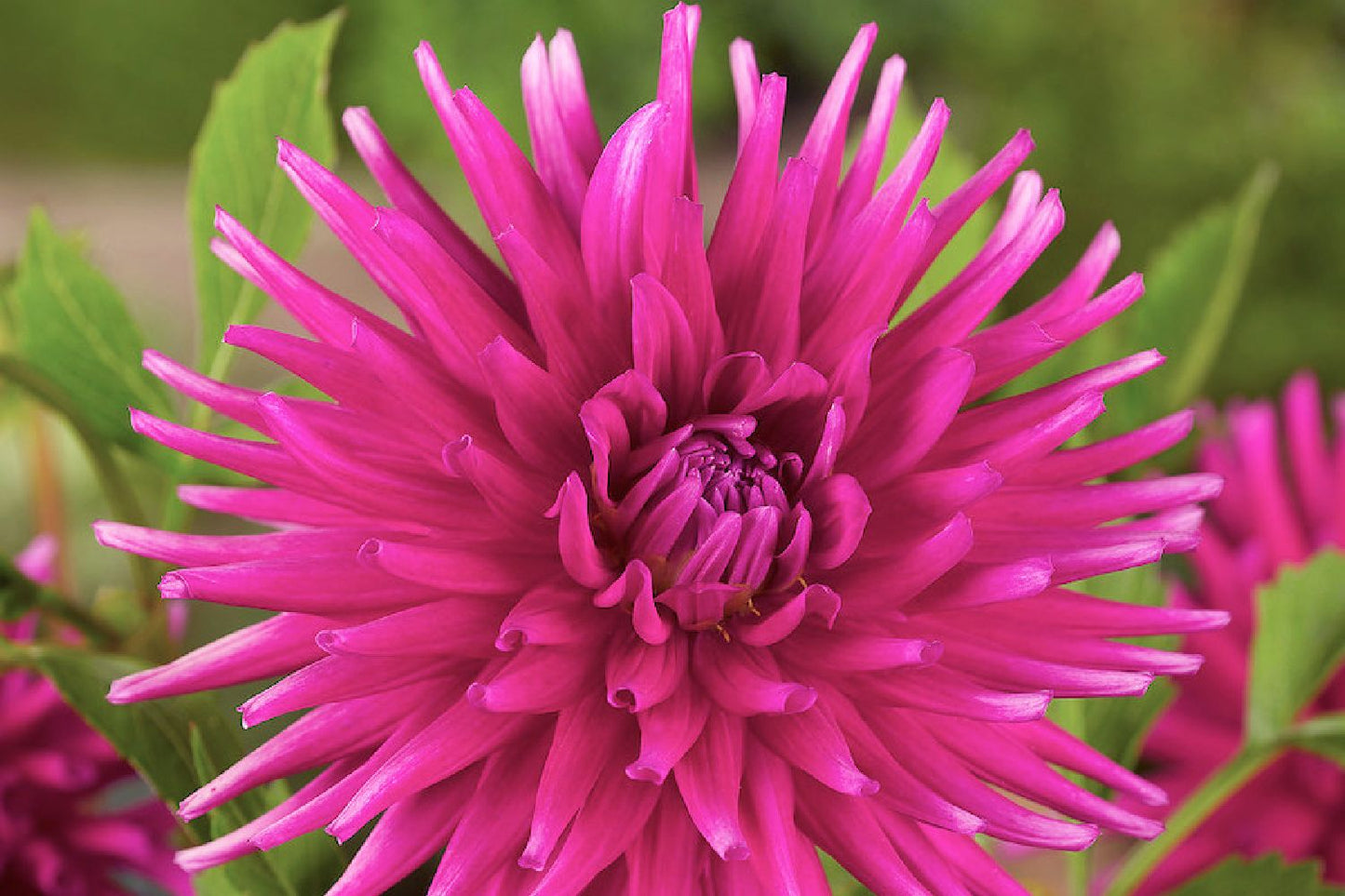 Dahlia 'Purple Gem' Kaktus-Dahlie