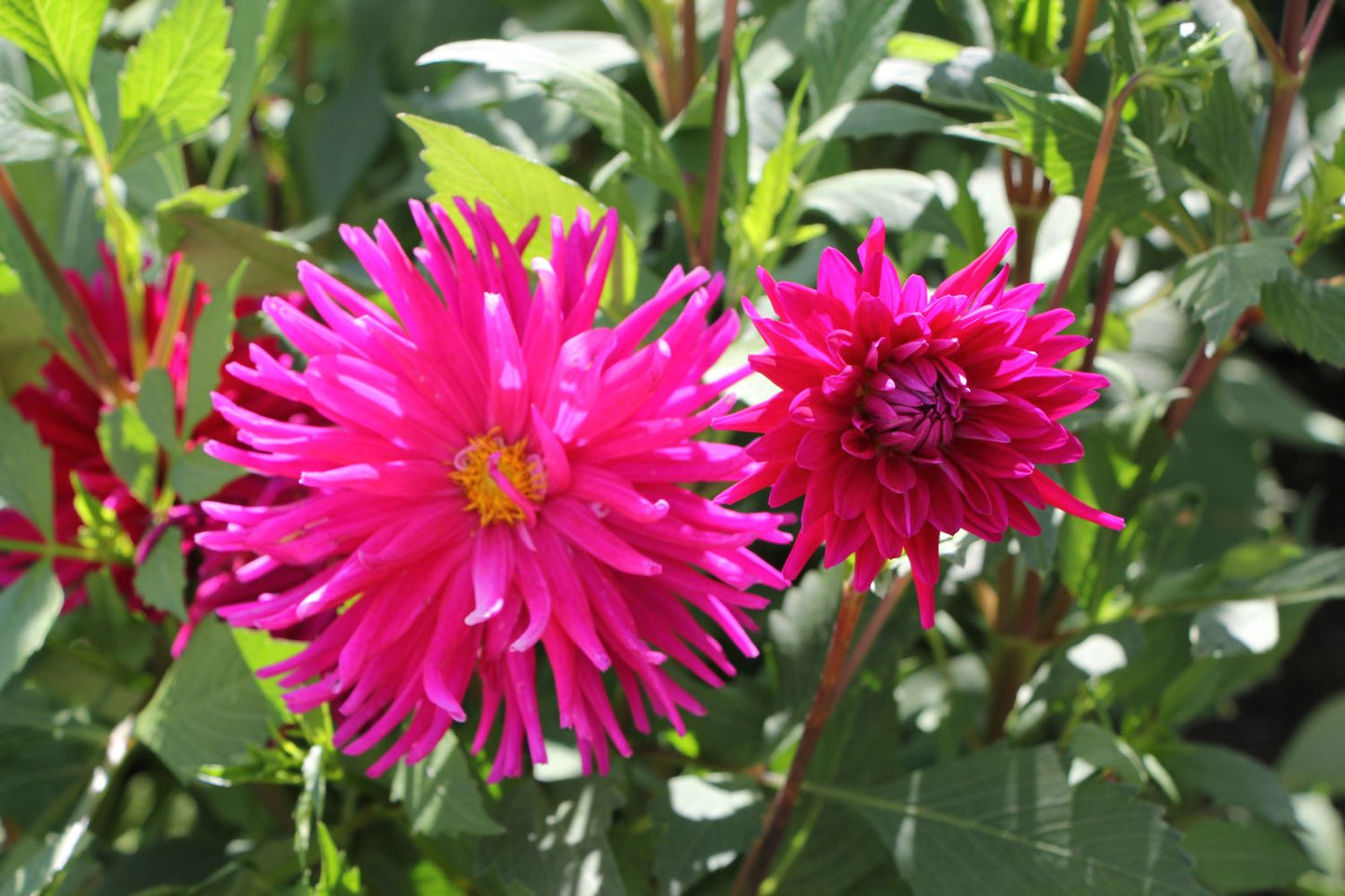 Dahlia 'Purple Gem' (Kaktus-Dahlie)