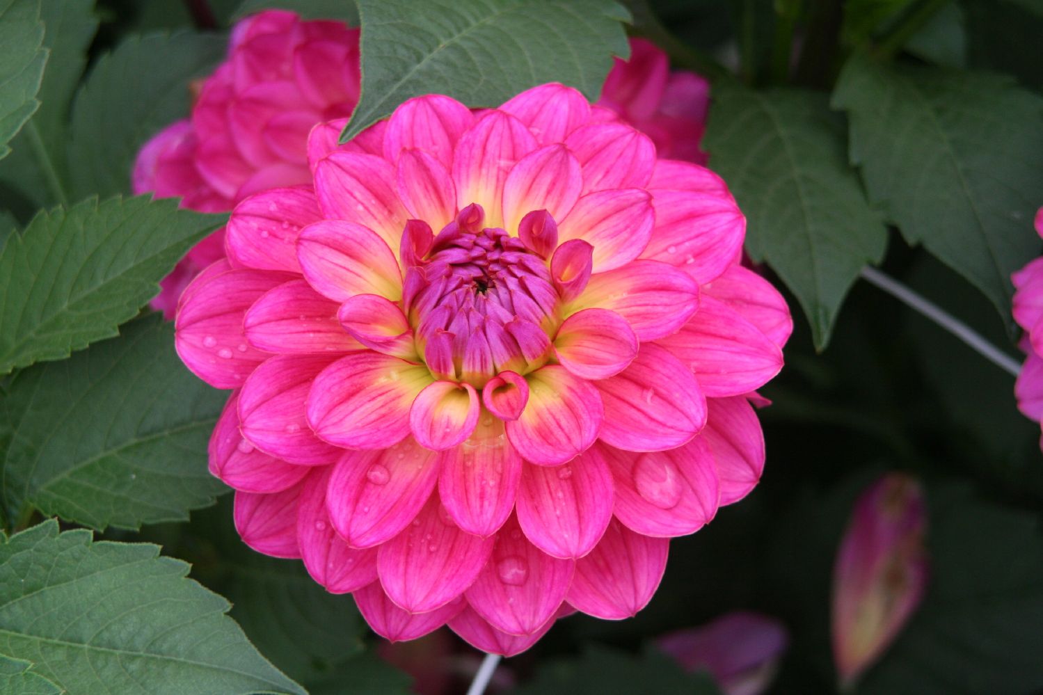 Dahlia 'El Santo' Ball-Dahlie