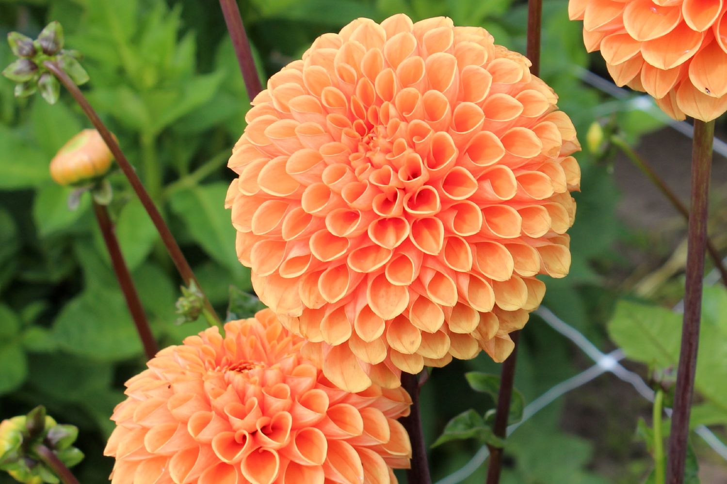 Dahlia 'Sylvia' Ball-Dahlie