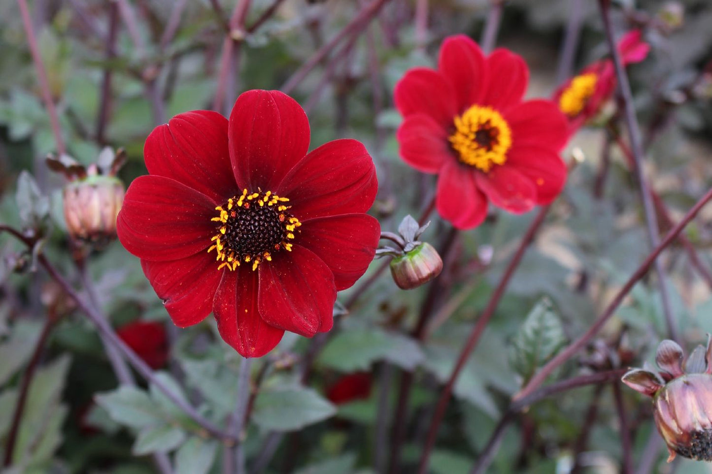 Dahlia 'Bishop of Auckland' Duplex-Dahlie