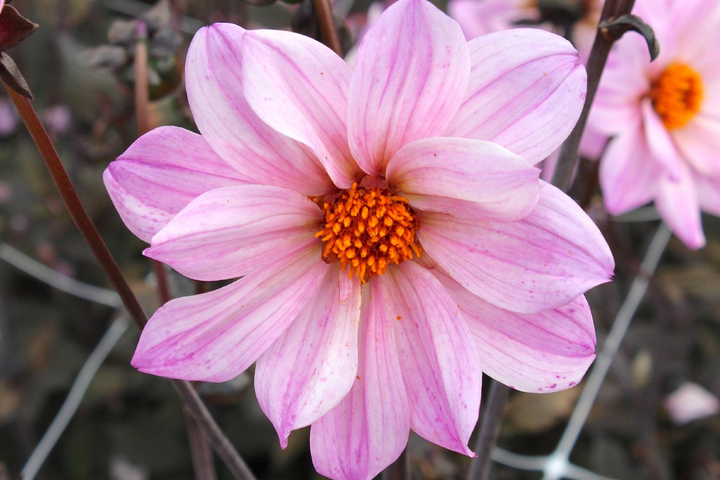 Dahlia 'Bishop of Leicester' Duplex-Dahlie