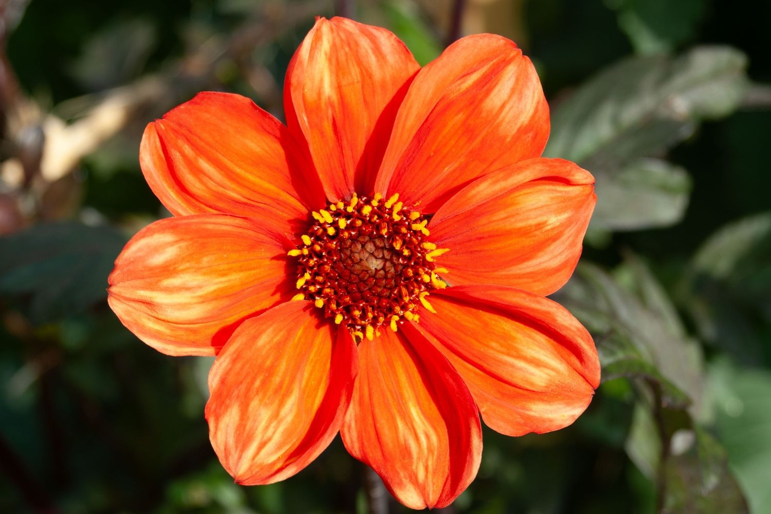 Dahlia 'Bishop of Oxford' Duplex-Dahlie