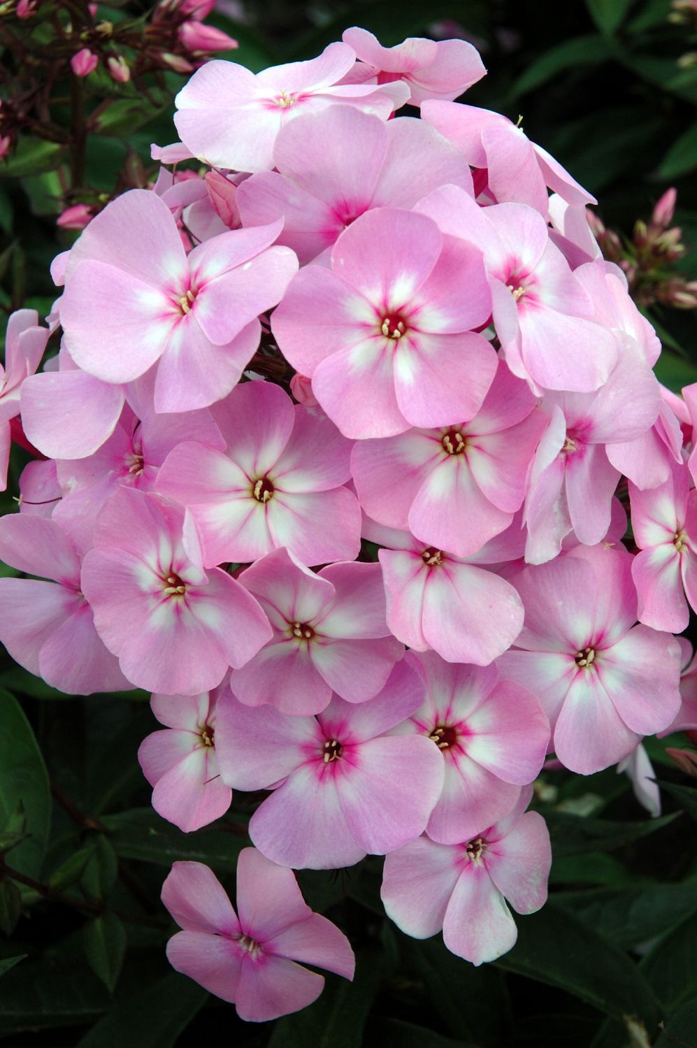 Phlox paniculata 'Sweet Summer Favourite' Hohe Flammenblume